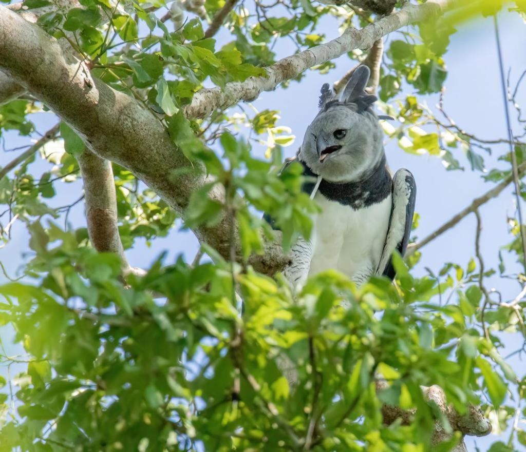 Green Diamond Amazon Lodge Пуэрто-Мальдонадо Экстерьер фото